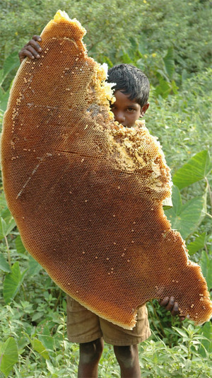 Kattunayakan honey harvesters can tell from the ground whether a hive 60-80 feet up in the air has honey or not and whether it is worth the effort to climb there. Children as young as eight go along not just as spectators but to actively participate. By the time they are 12 they are full members of the team.Photo by: Tarsh and Tariq Thekaekara
