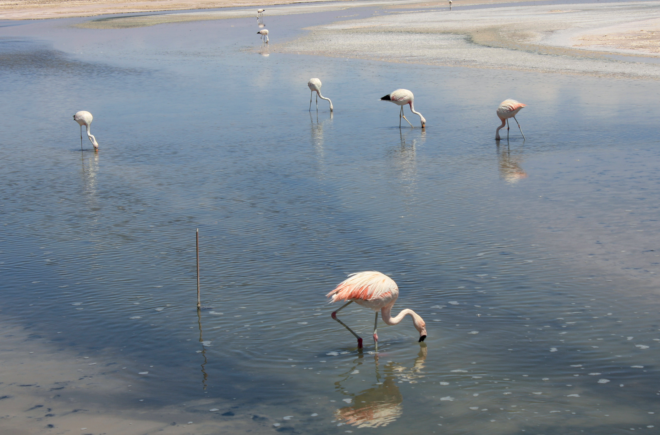 Atacama's famous flamingos have been hit by declining water and shrimp levels, affecting their numbers and colour.