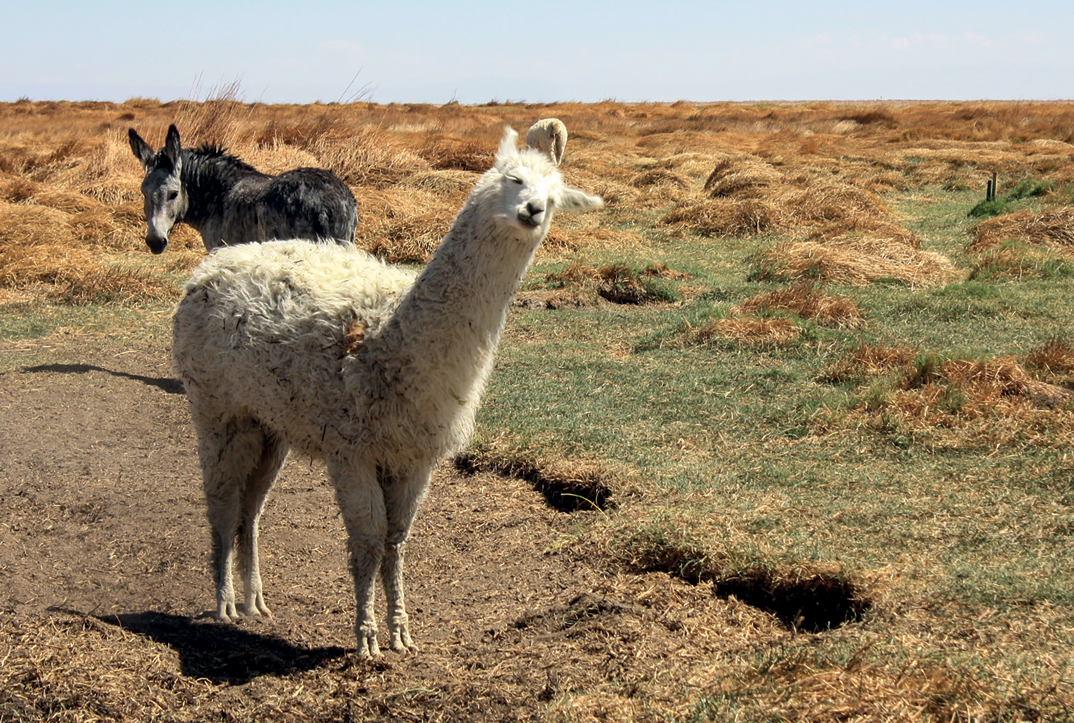 Still grazing after all these years: alpacas and wild donkeys on what used to be much wetter wetlands. Still grazing after all these years: alpacas and wild donkeys on what used to be much wetter wetlands.
