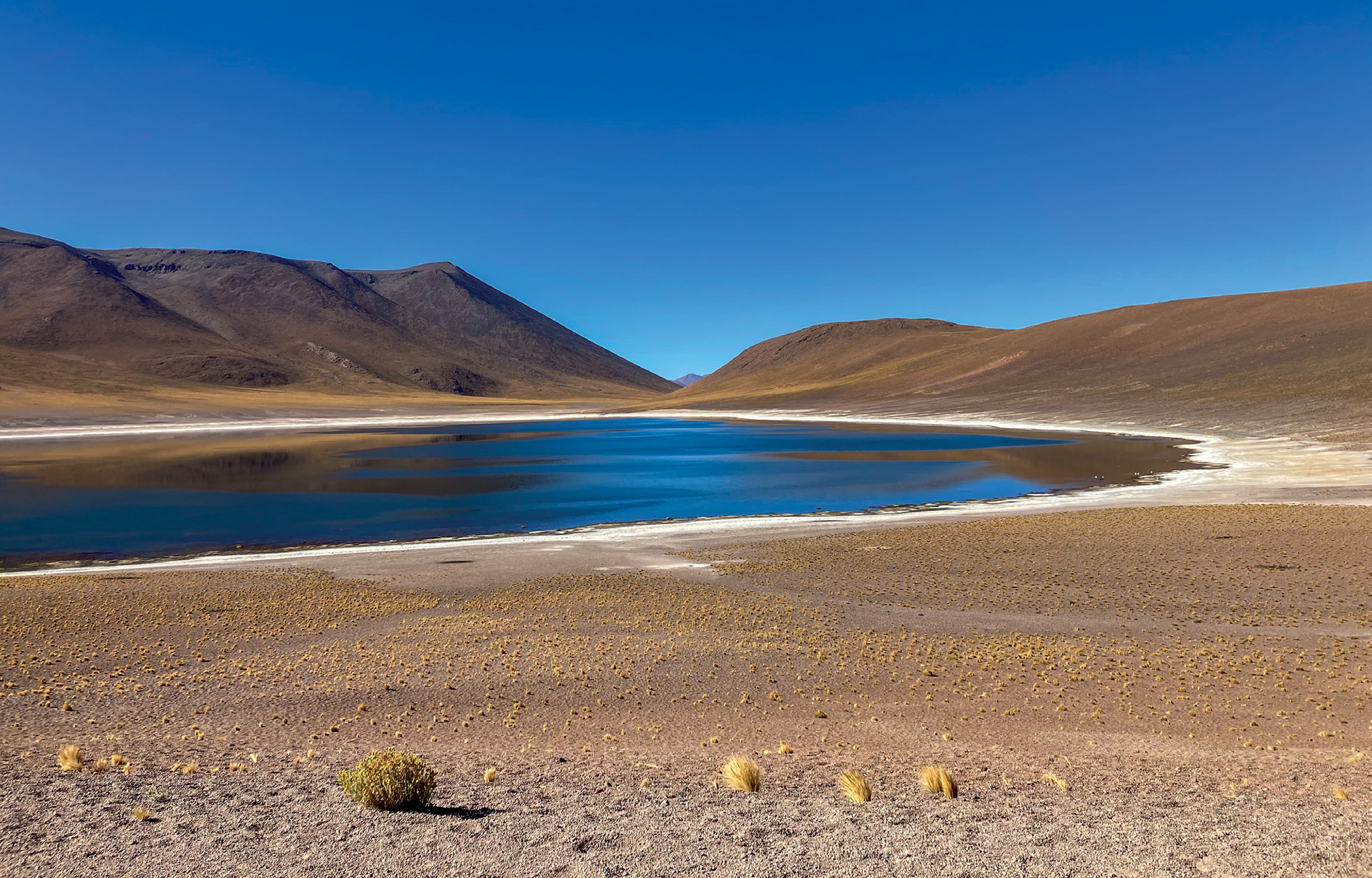 Deep-rooted plants adapt and defy the salinity and aridity of the driest desert in the world.