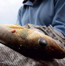 A fish with a tumor is found close to Fort Chipewyan.Photo by JIRI REZAC
